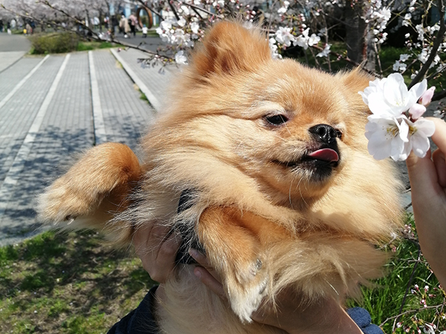 ポメチワ(1歳)