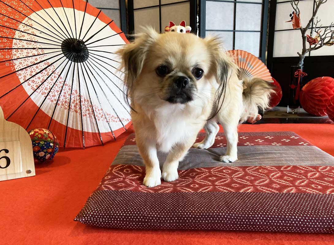 チワペキの成犬