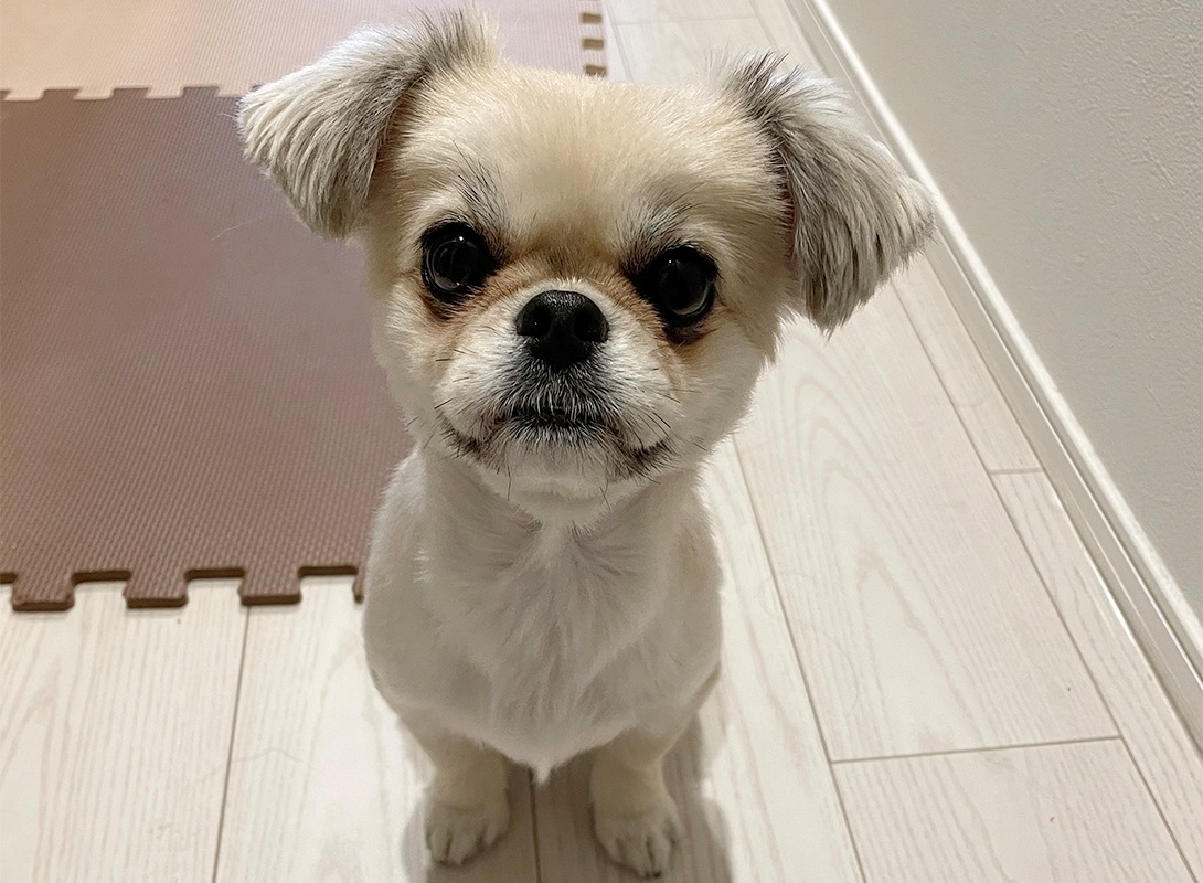 チワペキの成犬