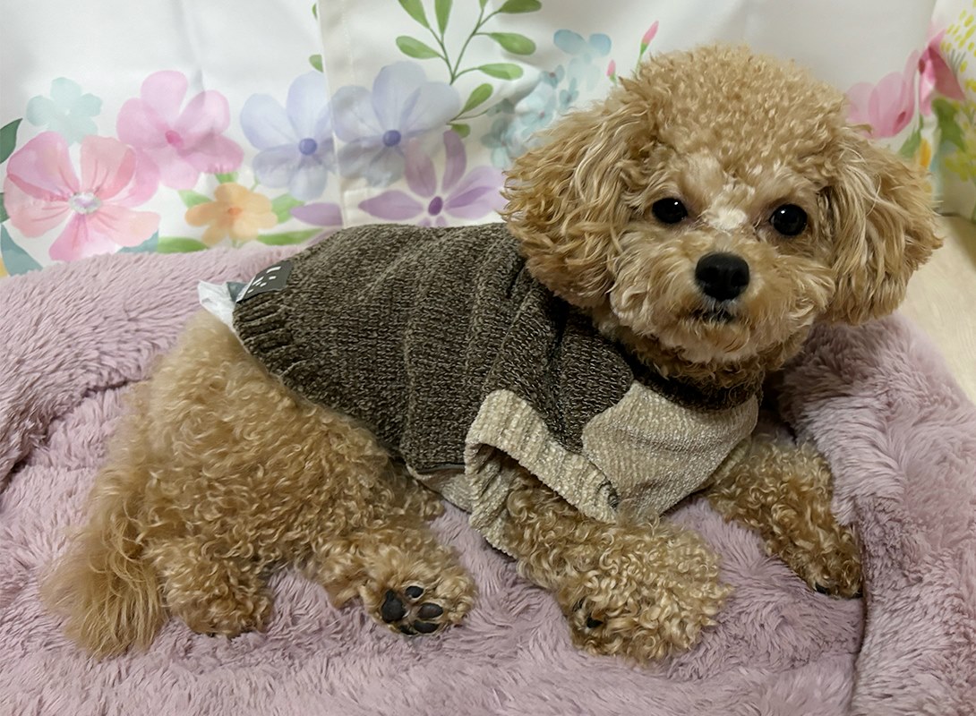 マルプーの成犬