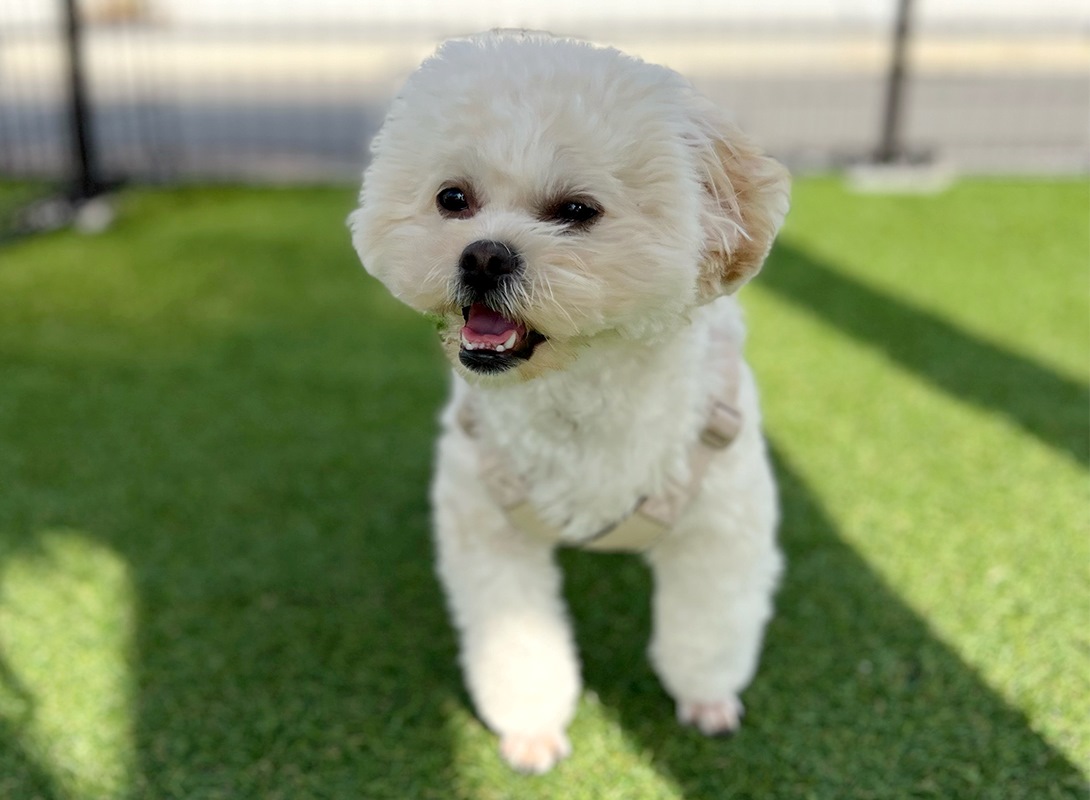 ペキプーの成犬