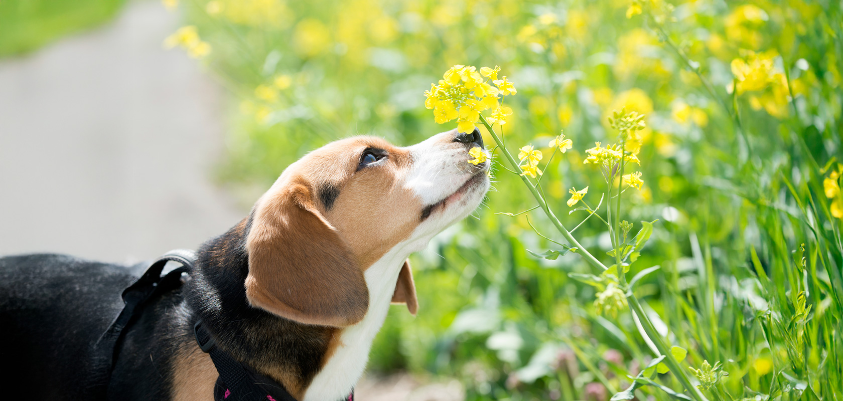 【中型犬】暑さに強い犬種