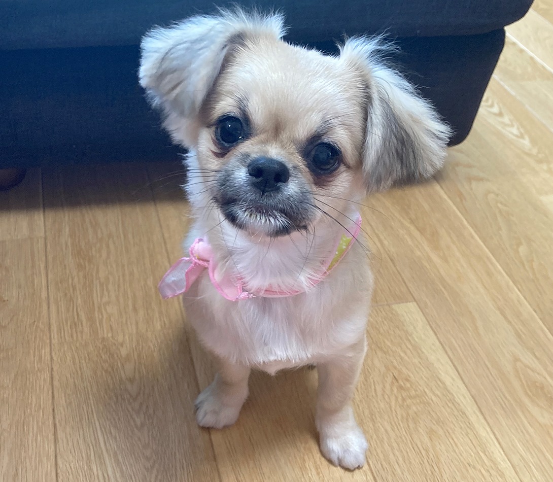 チワペキの成犬