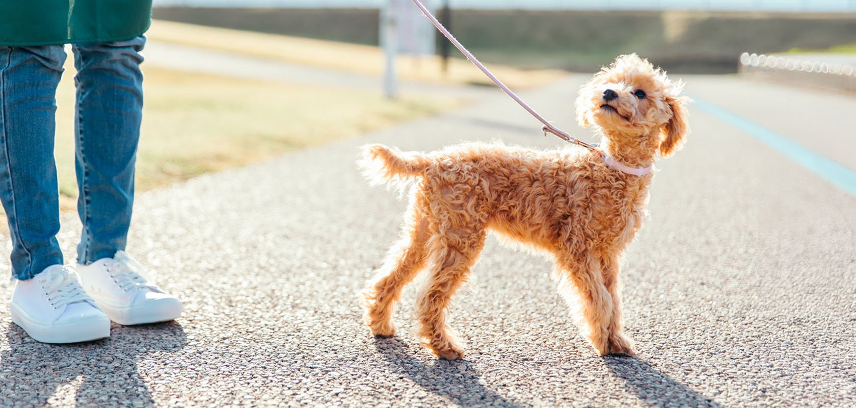 【初心者向け】初めての愛犬の飼い方！事前準備や飼い始め1週間の過ごし方も解説