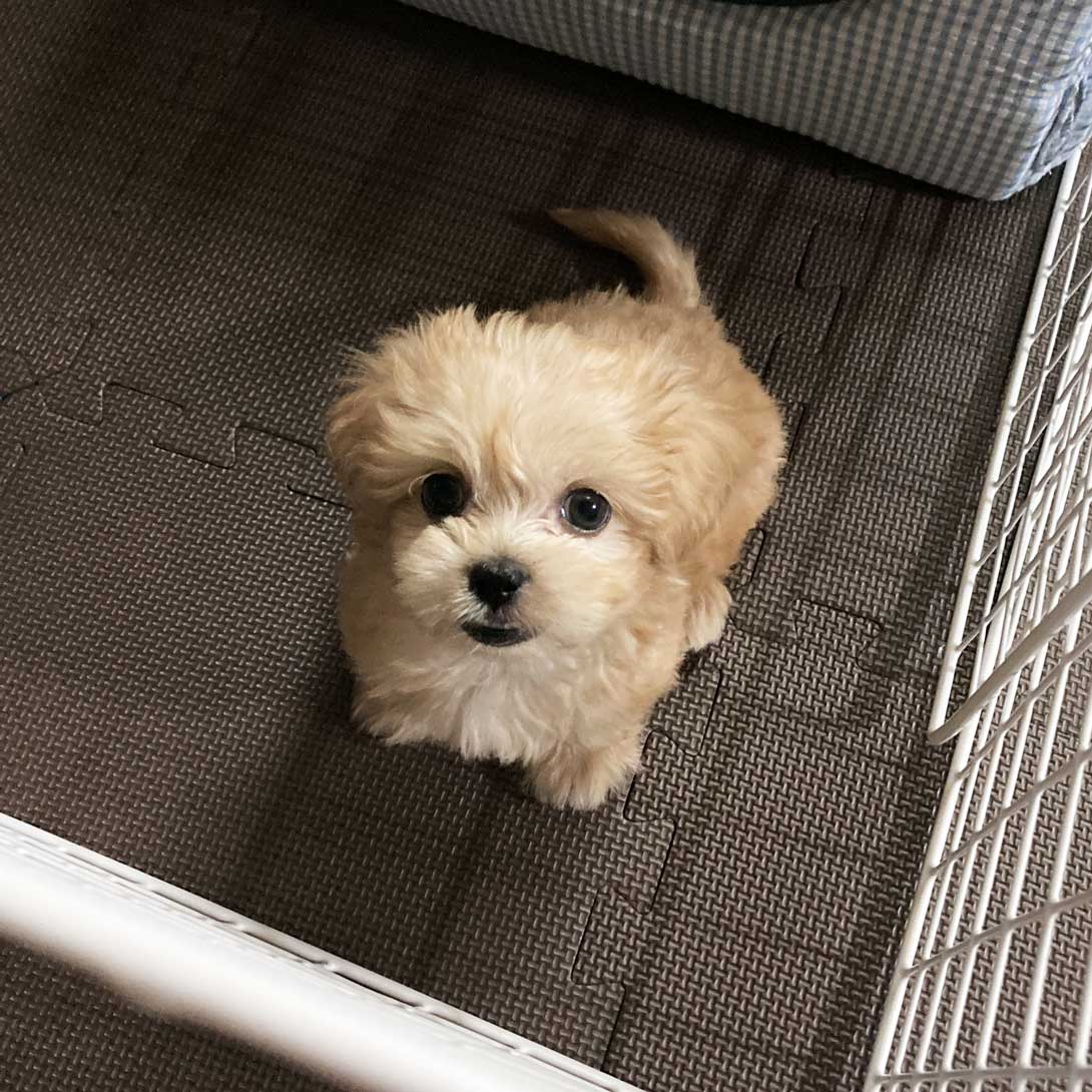 ペキプーの成犬
