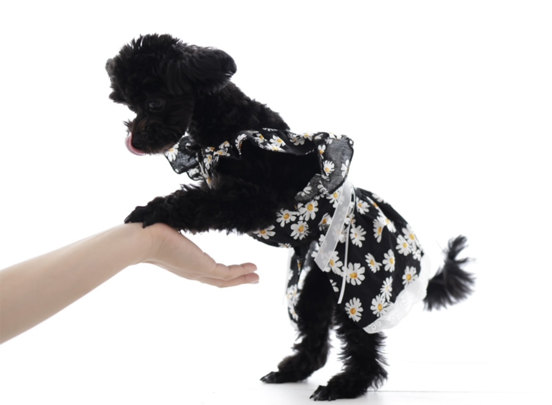 チワプーの成犬