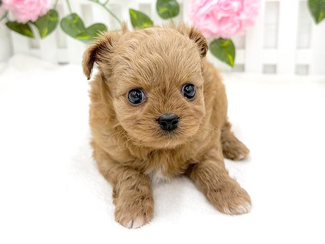 チワプーの子犬