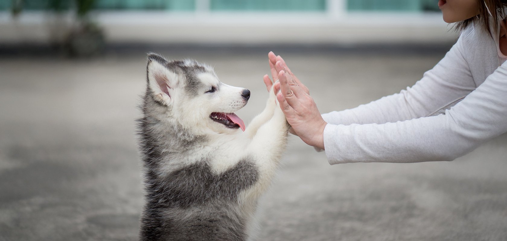 子犬のしつけを始める前に知っておきたい4つのこと