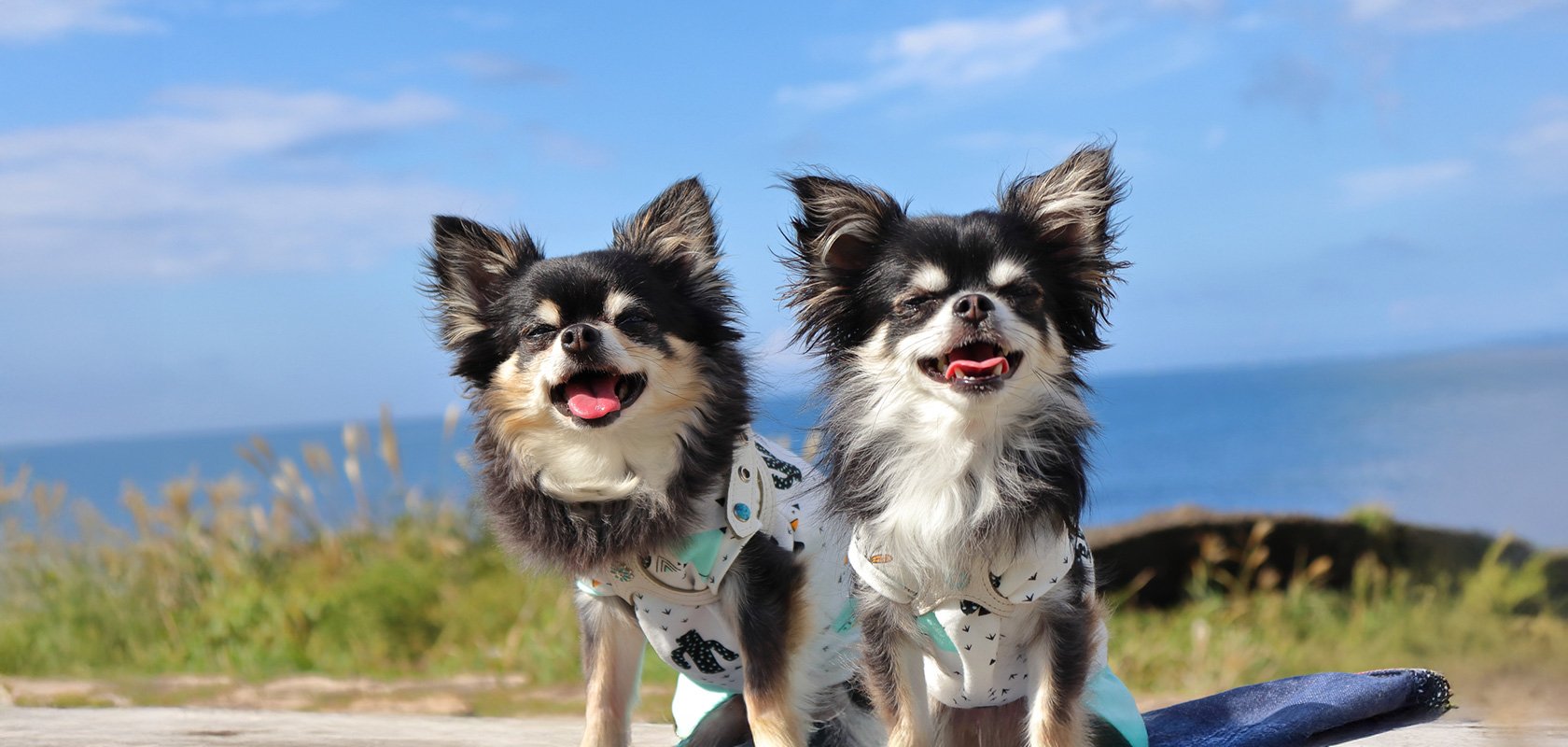 暑さに強い犬種9選！暑さが苦手な理由や今日からできる暑さ対策も紹介