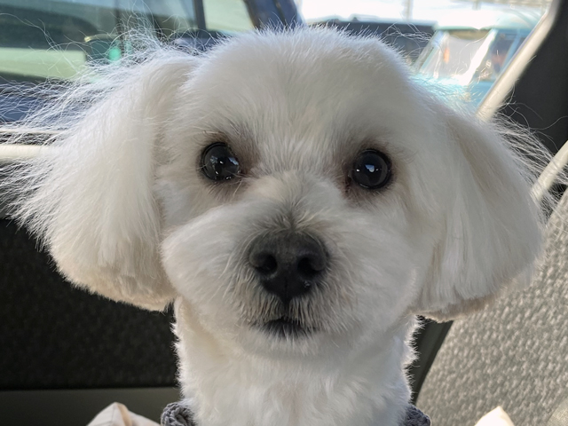 マルプーの成犬
