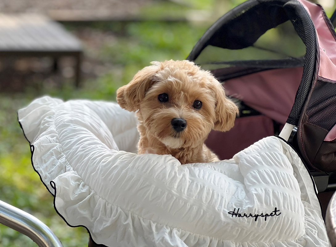 マルプーの成犬