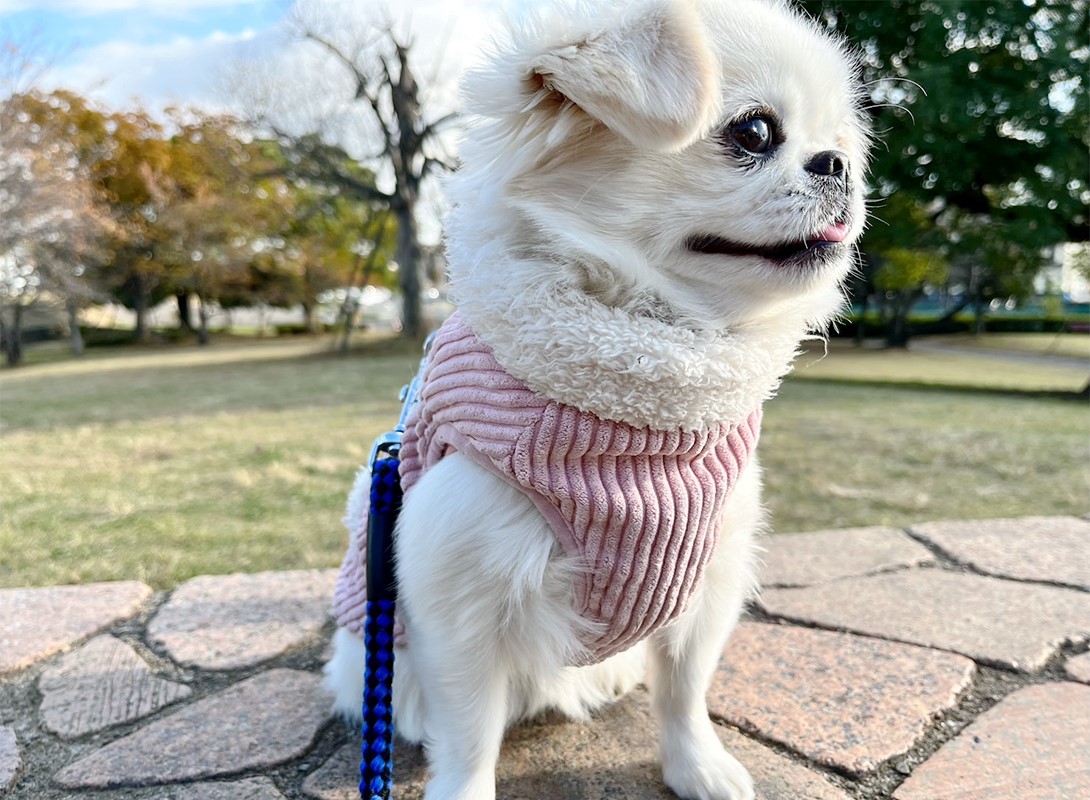 ペキニーズの成犬