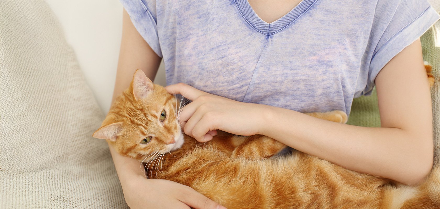 愛猫が人間でいうと何歳なのか換算する方法