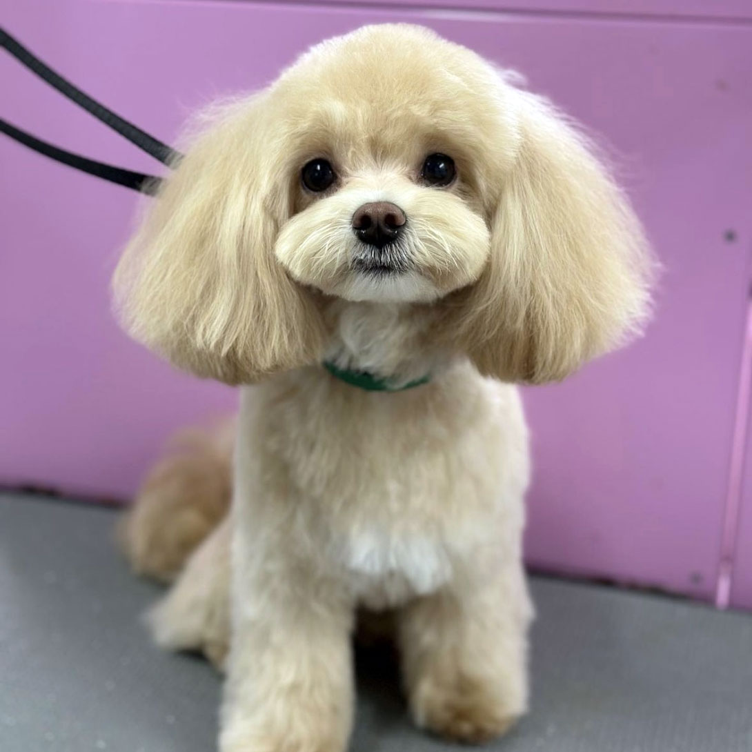 マルプーの成犬