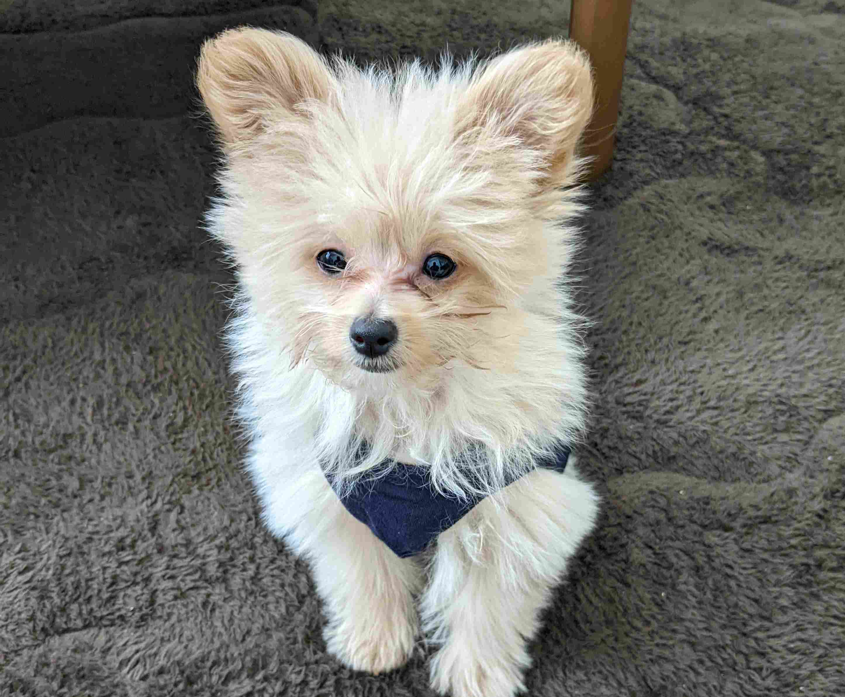 ポメプーの成犬