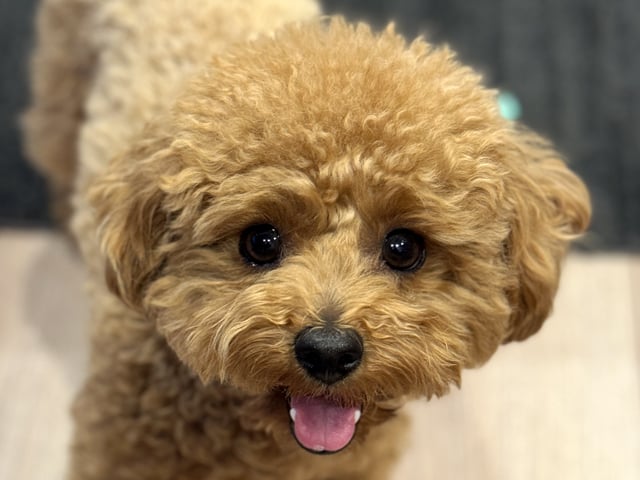 マルプーの成犬