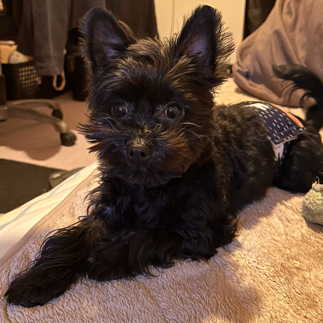 チワプーの成犬