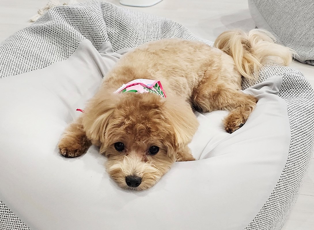 マルプーの成犬