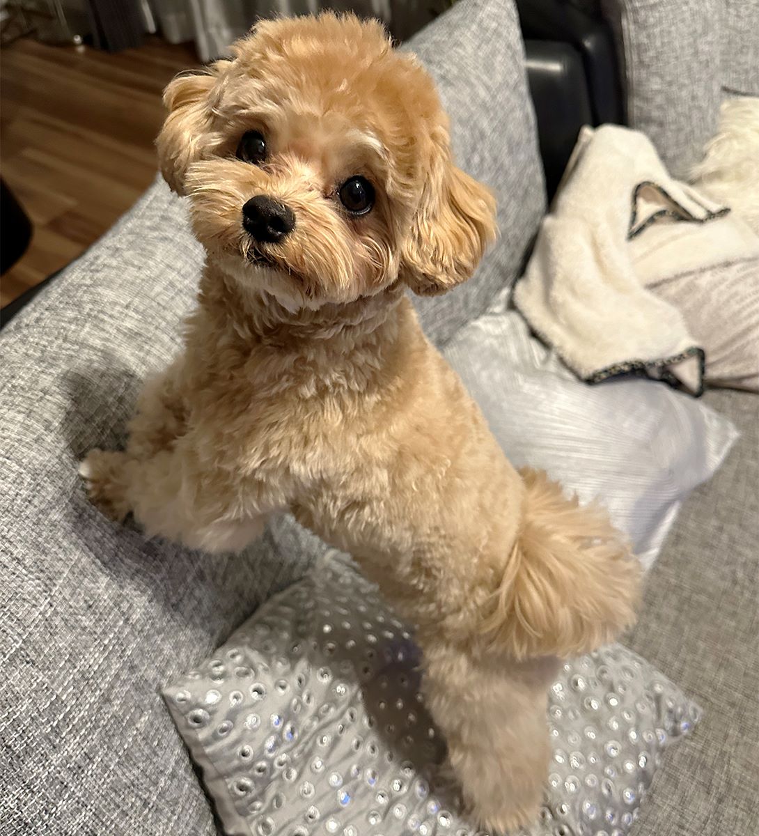 マルプーの成犬