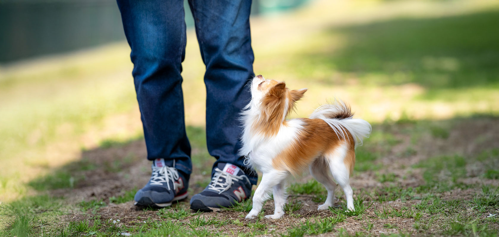 吠えない・吠えにくい愛犬に育てるには