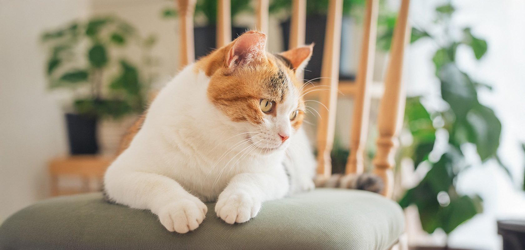 ネコちゃんの性格は性別や種類で違う？タイプ別おすすめ猫種と選び方も解説