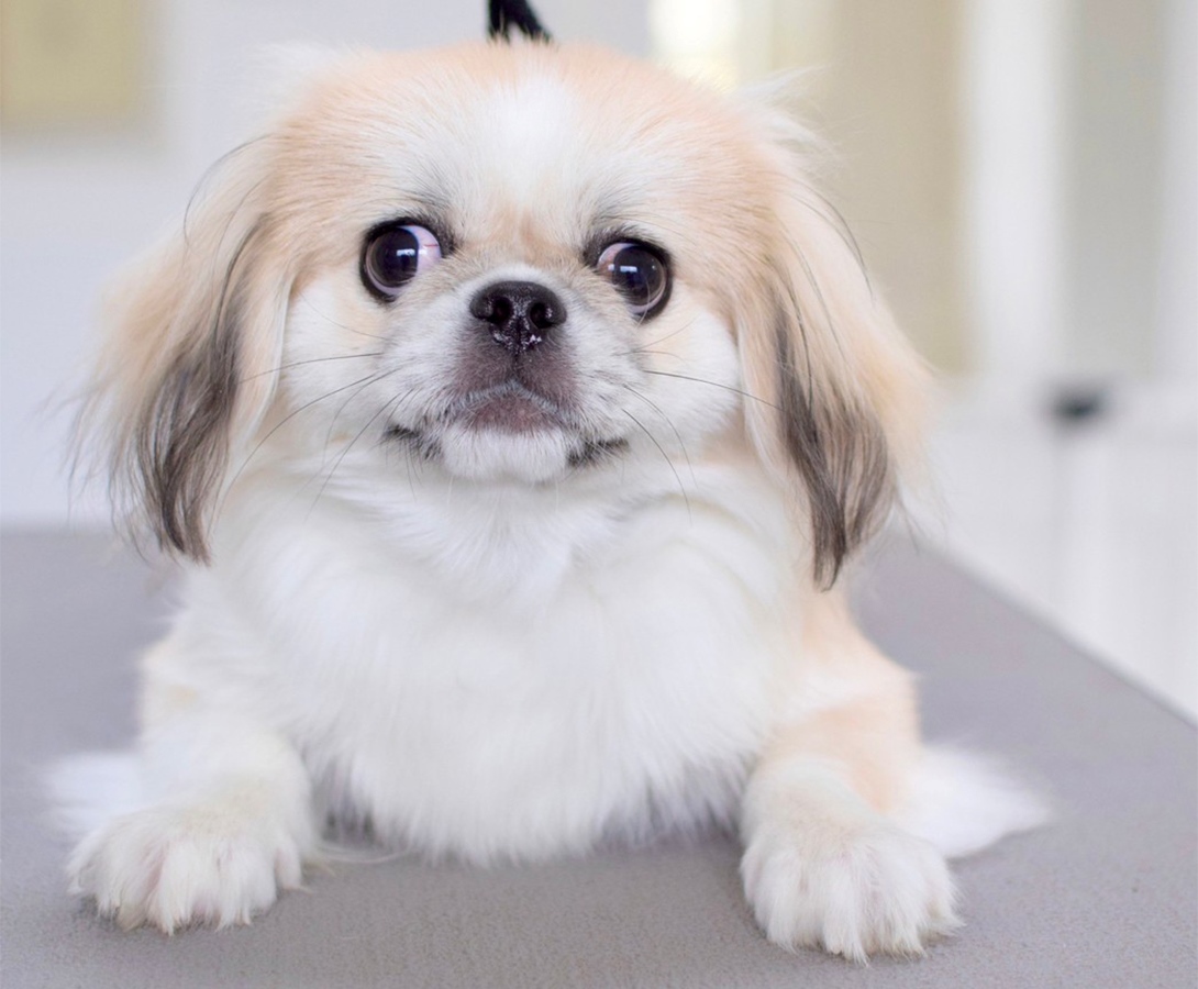 チワペキの成犬
