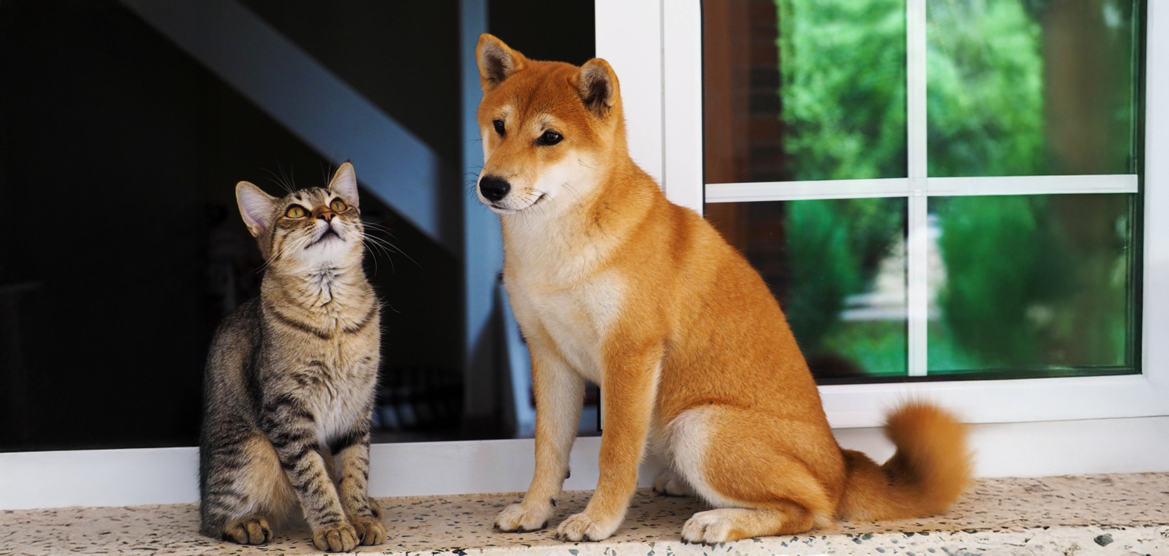 ライフスタイル別にみるワンちゃん・ネコちゃんの飼いやすさ