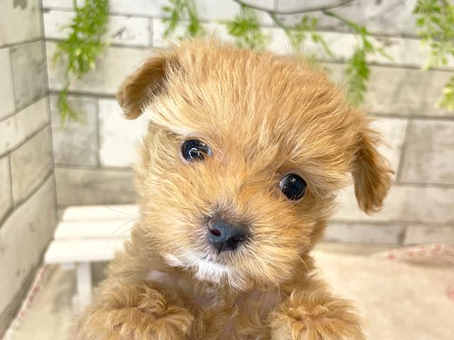 チワプーの子犬