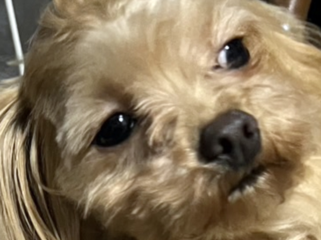 マルプーの成犬