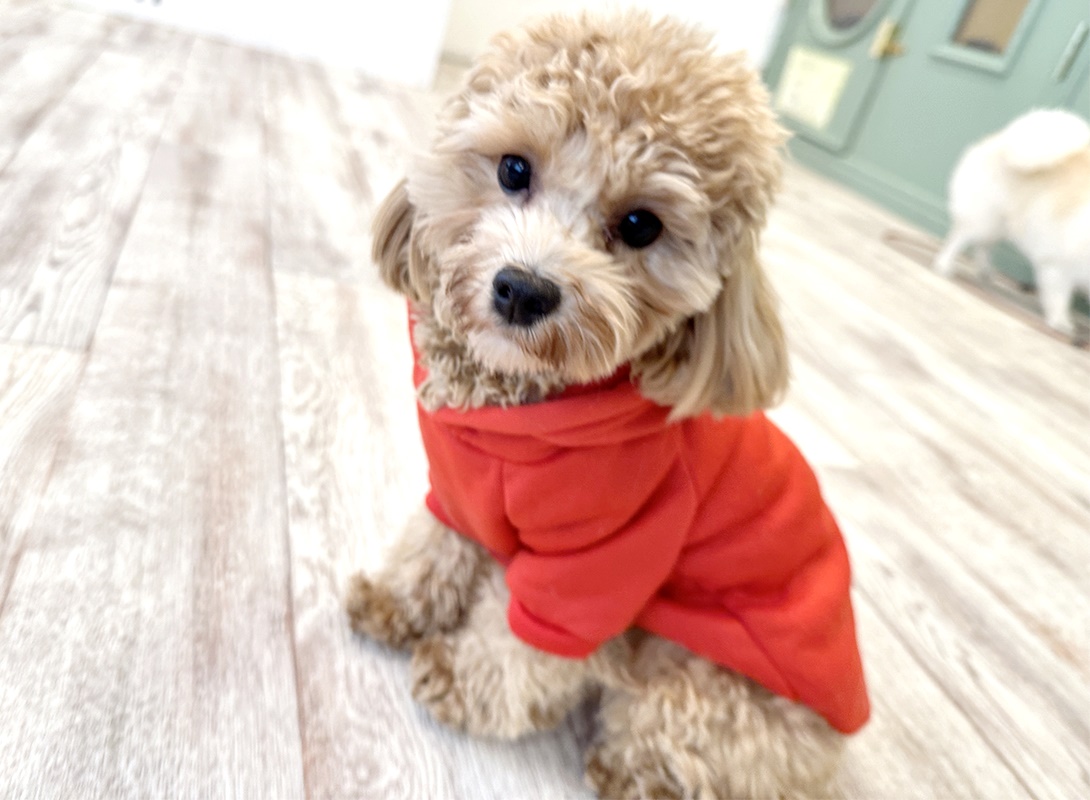 マルプーの成犬