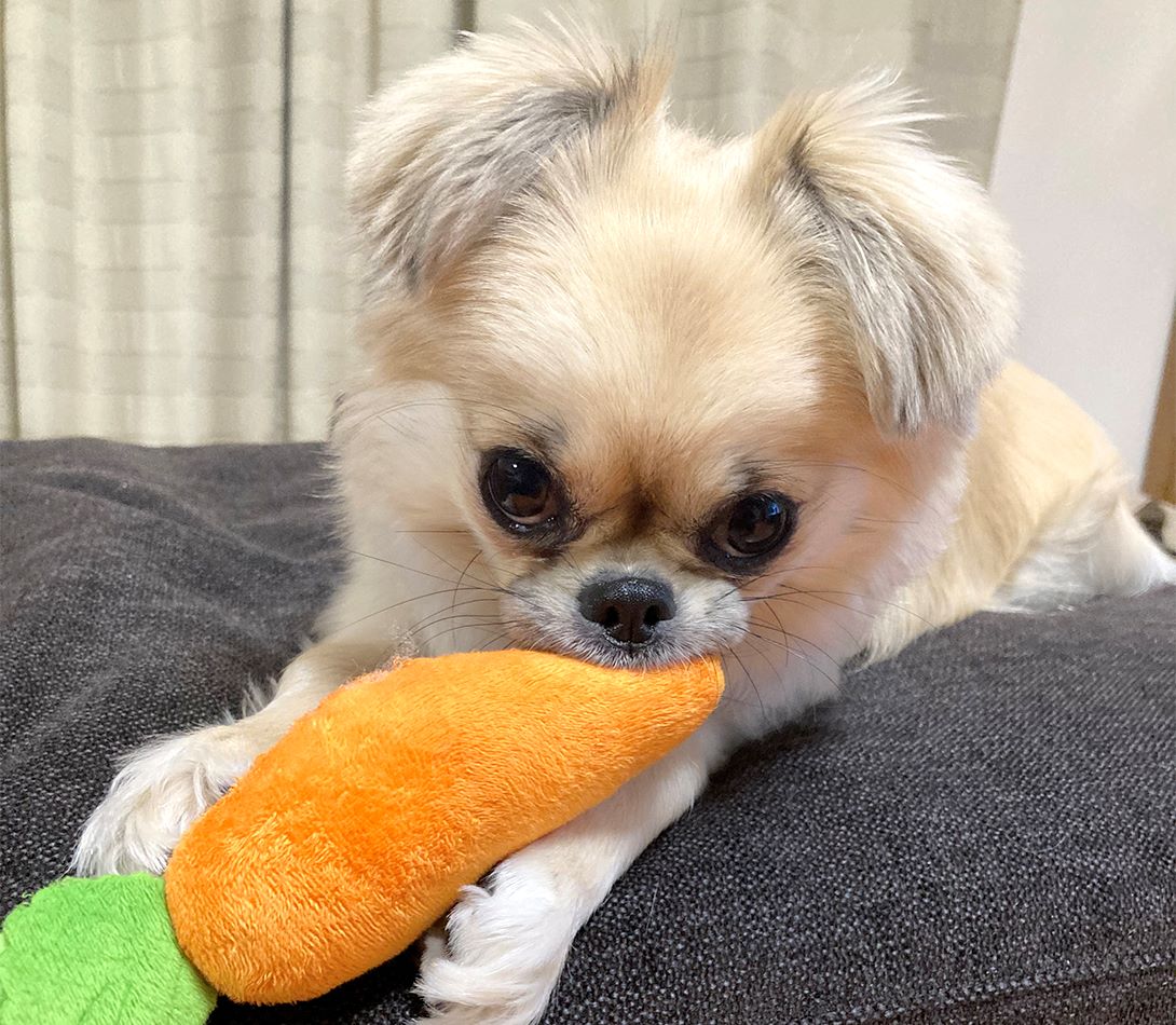 チワペキの成犬