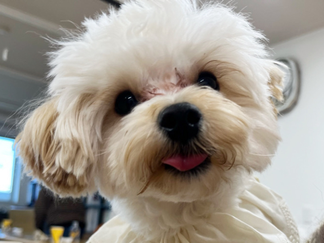 マルプーの成犬