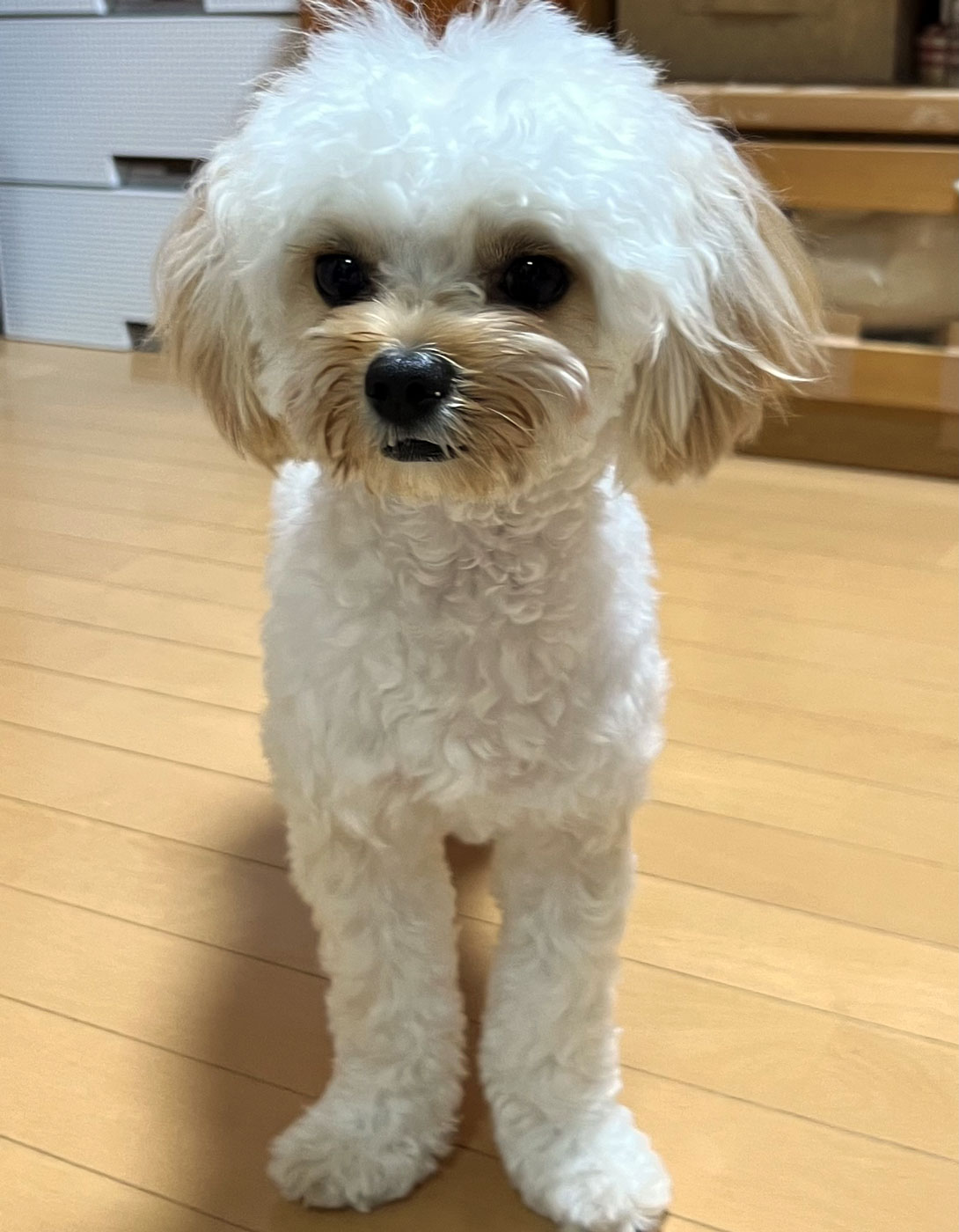 チワプーの成犬