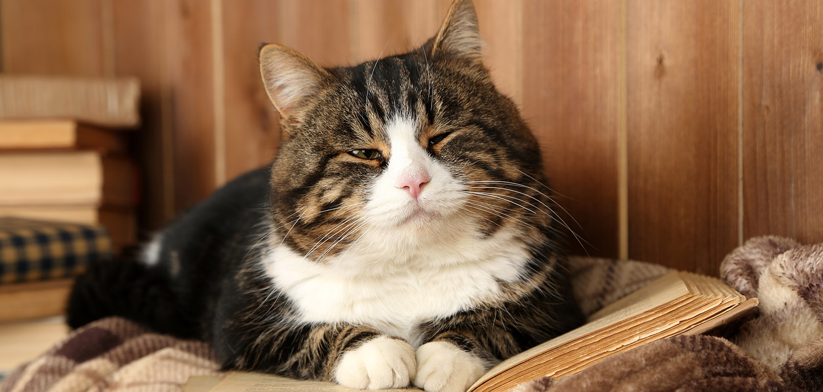 猫に多い「心筋症」について学ぼう
