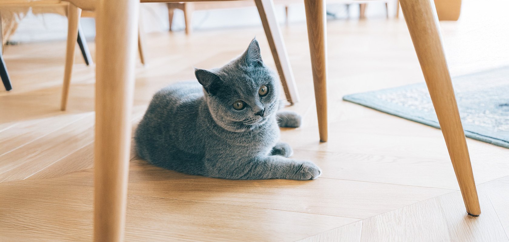 一人暮らしでネコちゃんを迎えるための大切な心構え