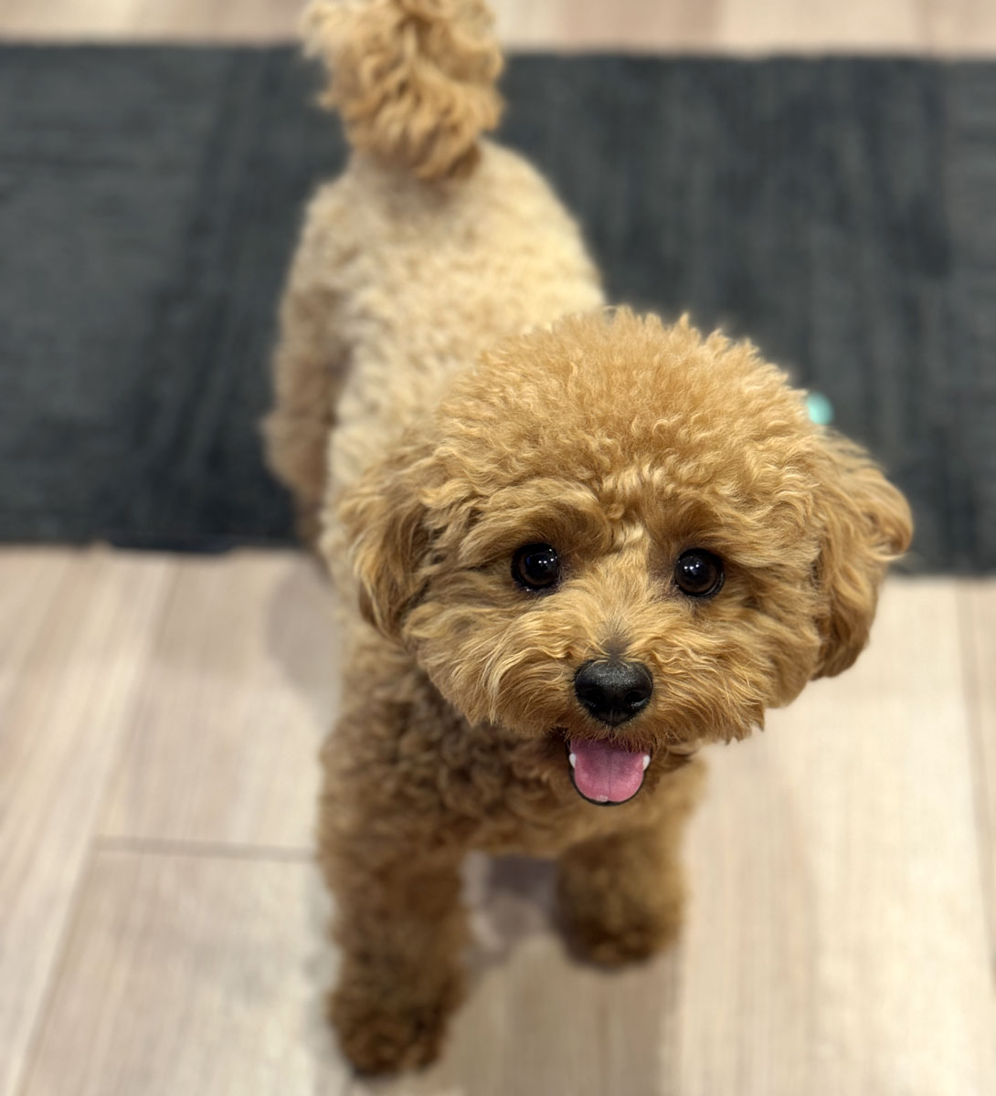 マルプーの成犬