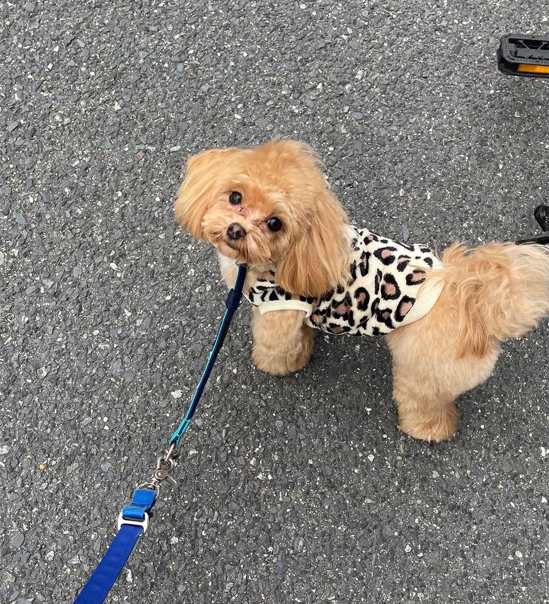 マルプーの成犬