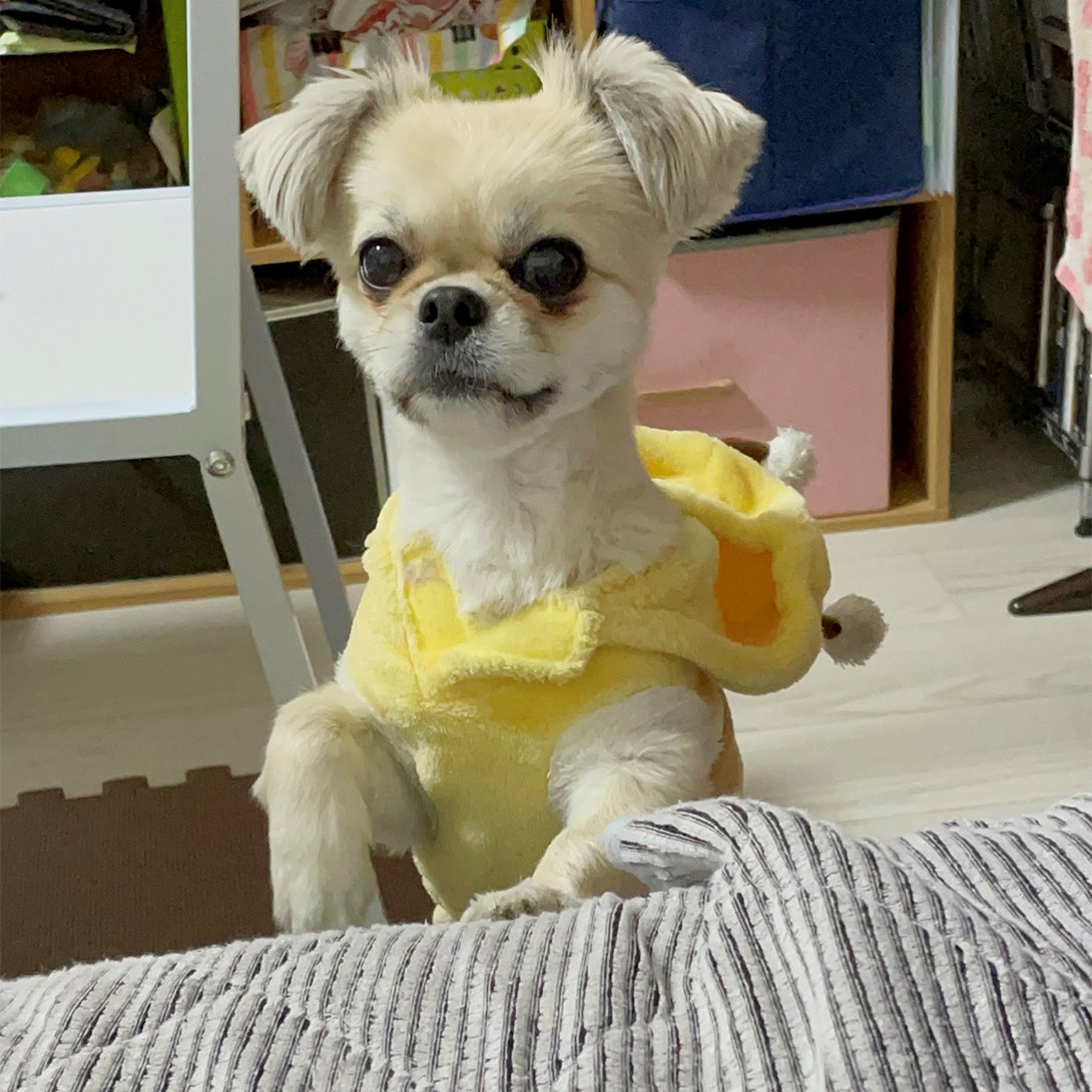 チワペキの成犬