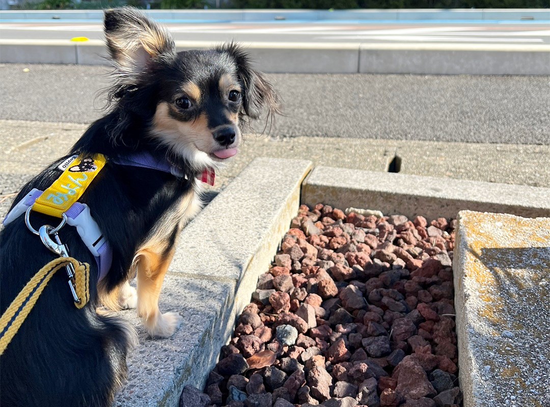 チワックス