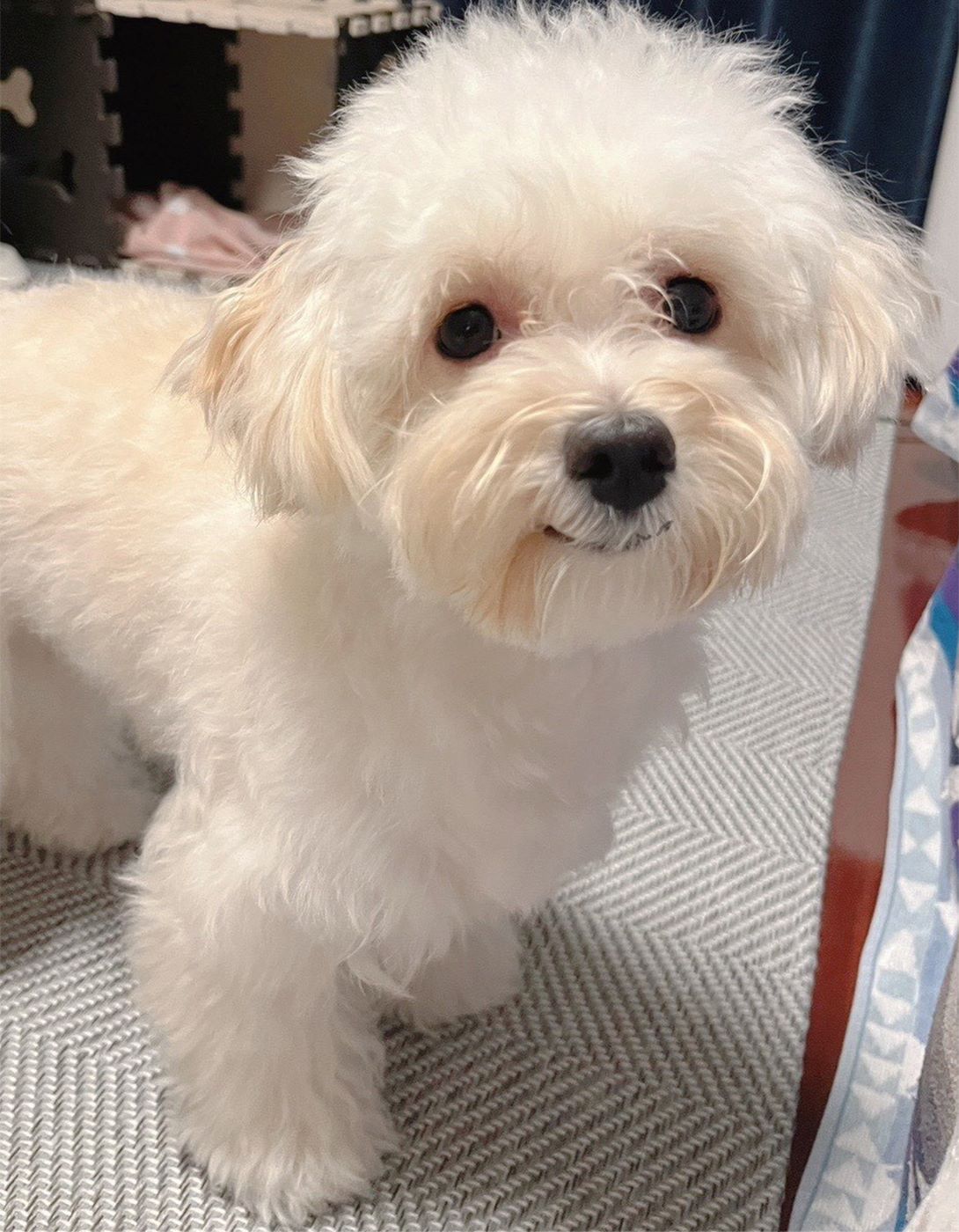 マルプーの成犬