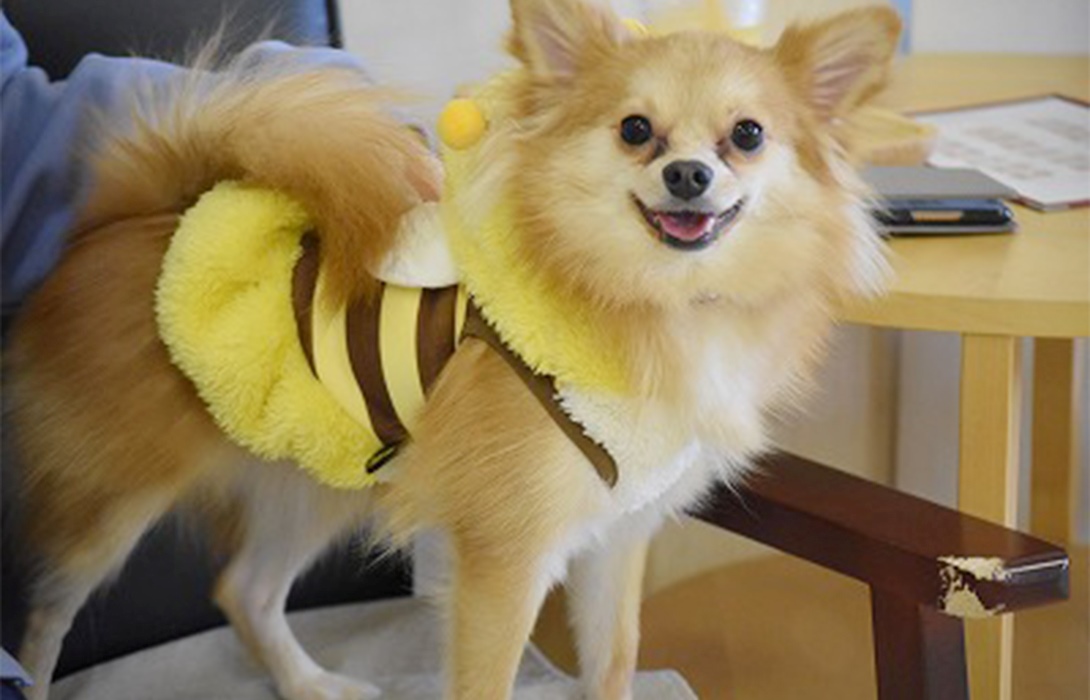 ポメチワの成犬