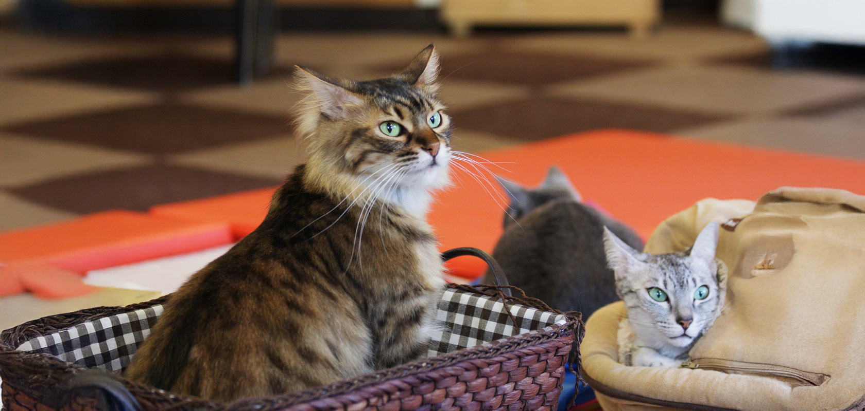 そもそも長毛種のネコちゃんとは？