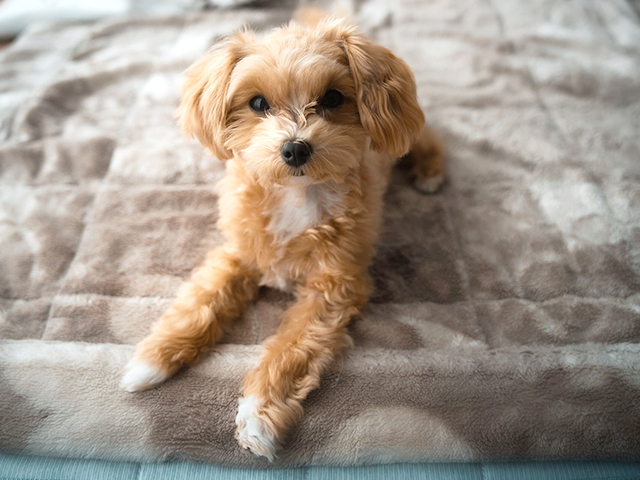 マルプーの成犬