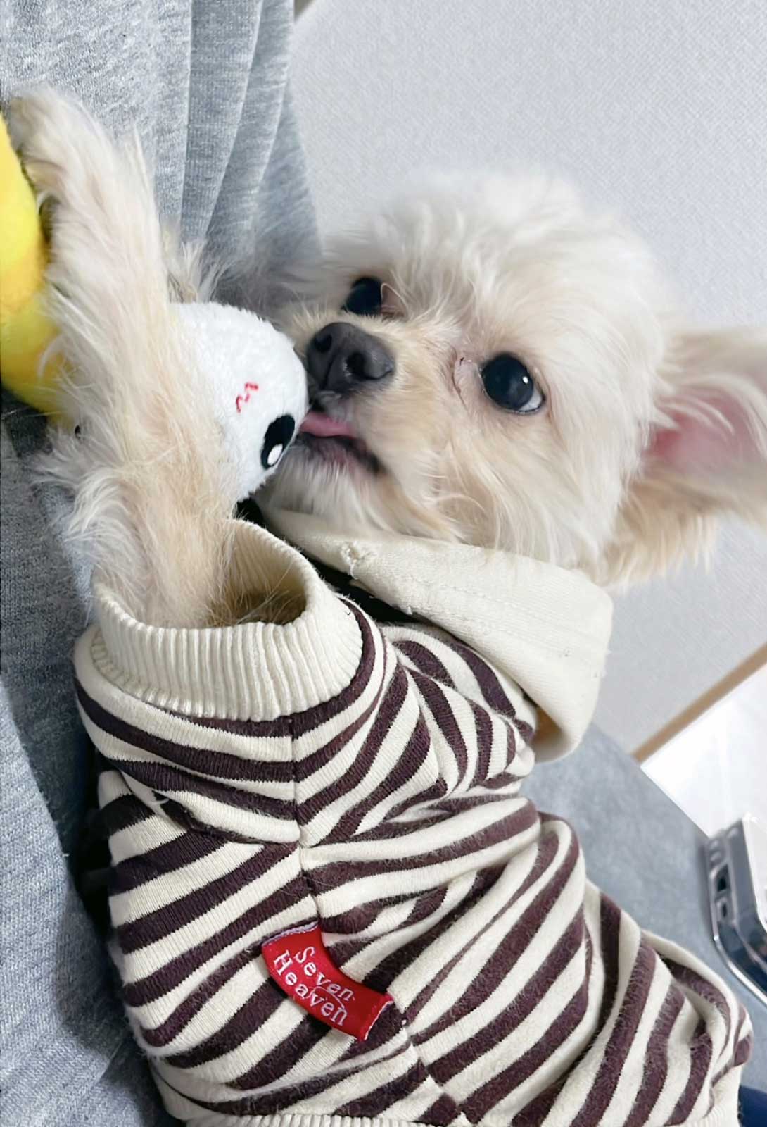 チワプーの成犬