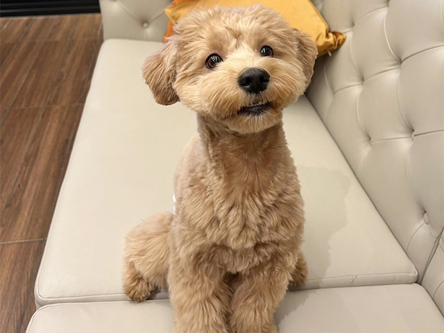マルプーの成犬