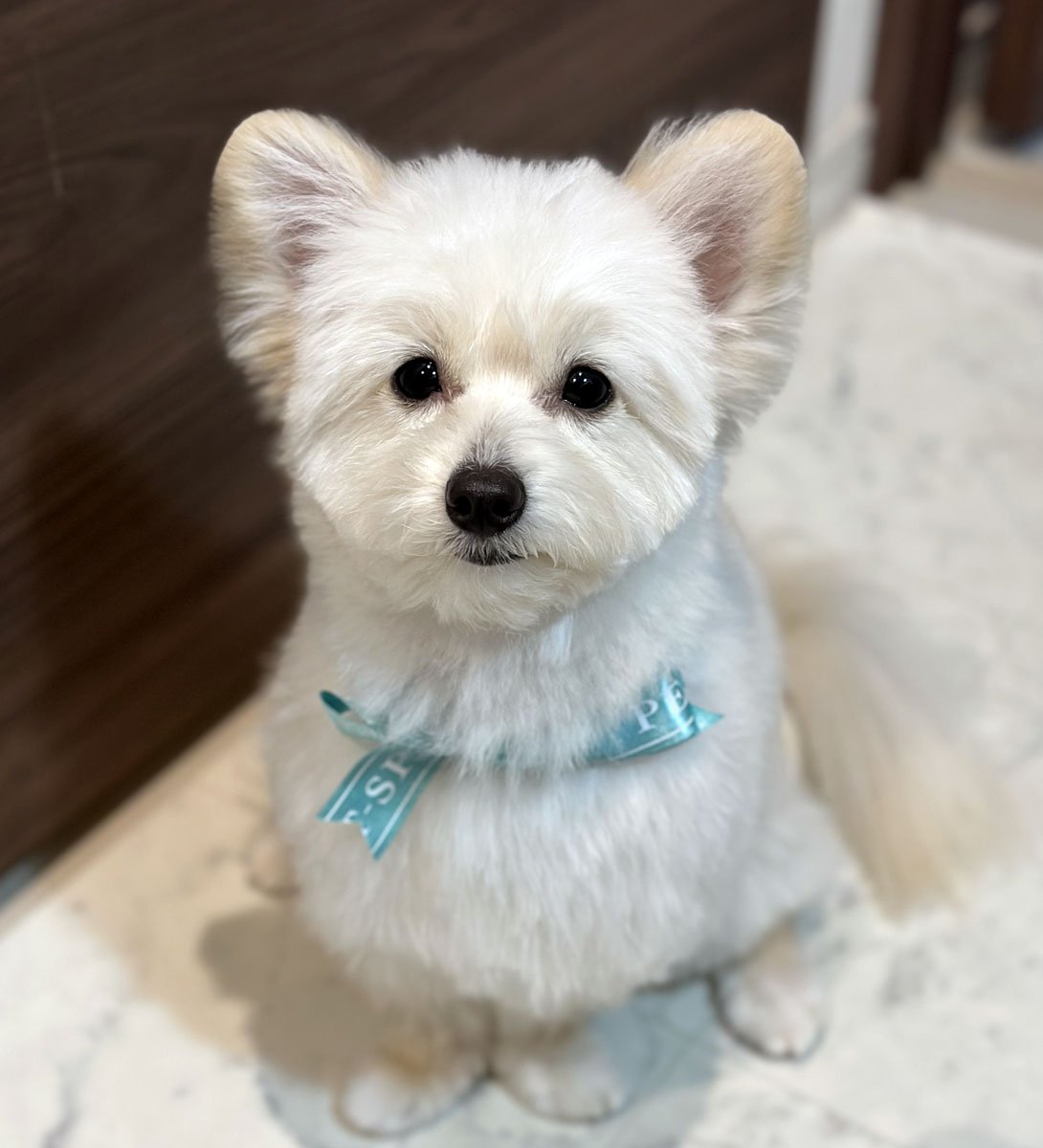 ポメプーの成犬