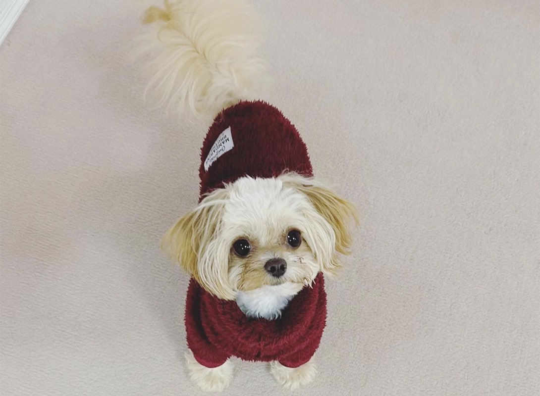 チワプーの成犬