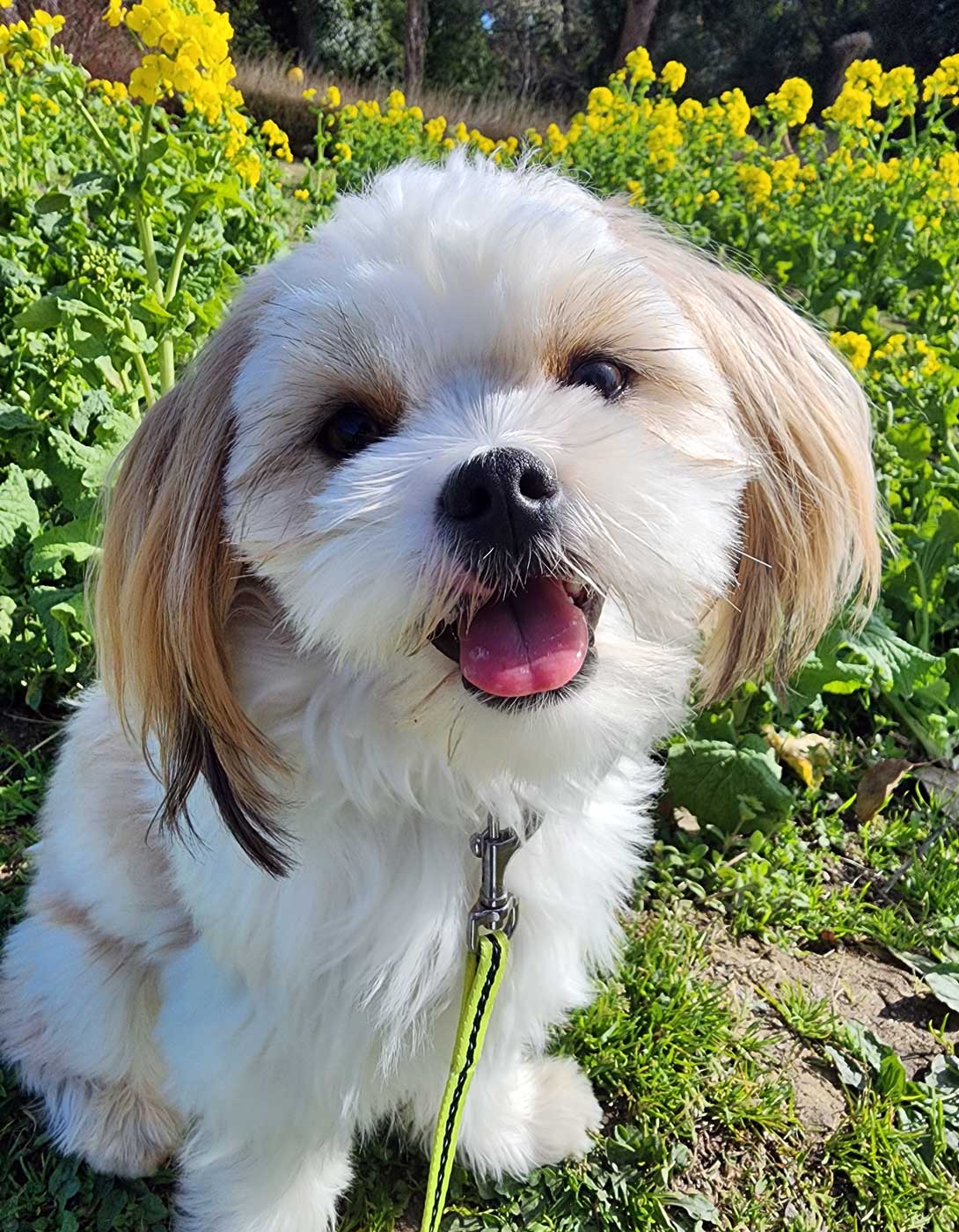 チワシーズーの成犬