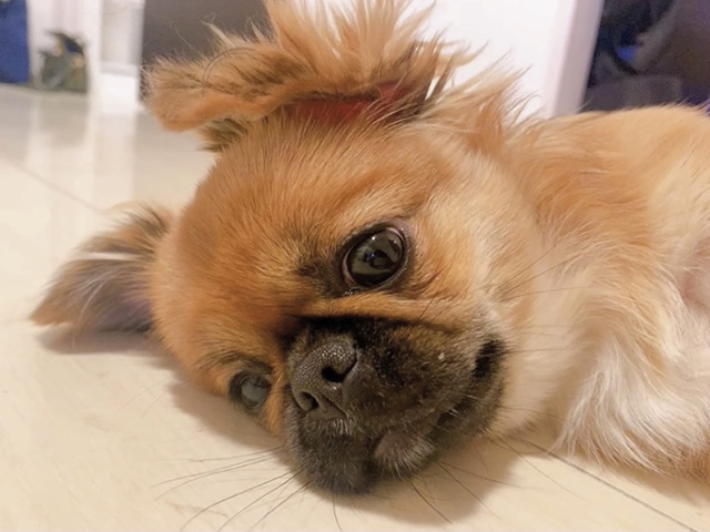 チワペキ(1歳)