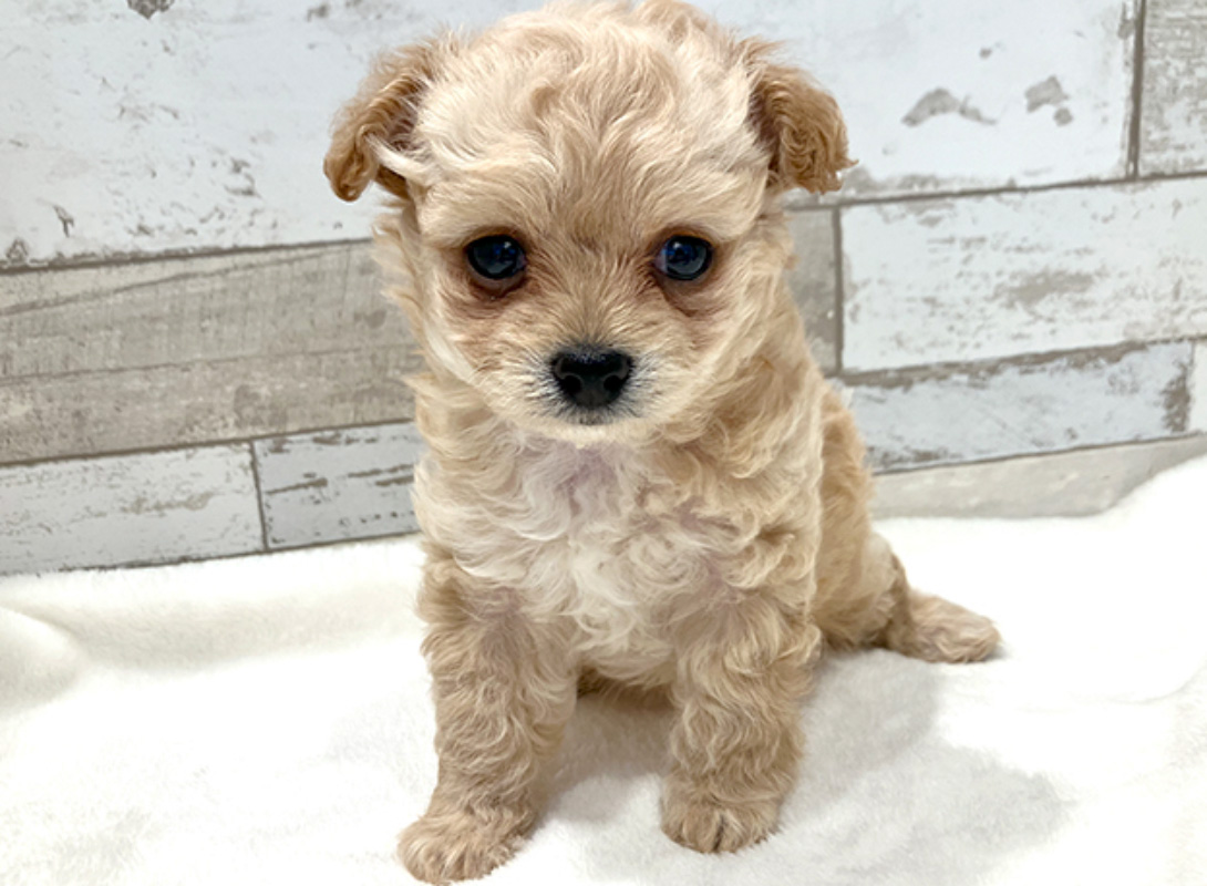 チワプーの成犬